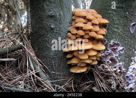 L'Hypholoma fasciculare probable, communément connu sous le nom de tuft de soufre ou de mélomane en grappes, est un champignon de bois commun, souvent en évidence quand presque aucun autre champignon est trouvé. Ce champignon saprotrophique des petites branchies se développe prolifique dans les gros touffes sur les souches, les racines mortes ou les troncs pourris d'arbres dicolacés. La tuft de l'ultiphur est amère et toxique; la consommation peut provoquer des vomissements, de la diarrhée et des convulsions. La toxine principale est un stéroïde connu sous le nom de fasciculol E. Credit: BSpragg Banque D'Images