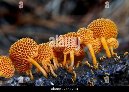 Favolaschia calocera, communément appelé champignon à pores orange, est une espèce de champignon de la famille des Mycenaceae. En raison de sa forme, il est également connu sous le nom de conch à pores orange ou de chauve-souris orange Ping-pong dans une grande partie de son aire de répartition étendue F. calocera est maintenant considéré comme une espèce envahissante. Il colonise les sites du ruderal le long des voies de transport et peut devenir dominant dans les habitats perturbés par l'activité humaine. Les mycologues craignent qu'il puisse déplacer des espèces de champignons indigènes alors qu'il se propage à travers les paléotropiques. Pour le nom générique, voir Favolaschia. Crédit: BSpragg Banque D'Images