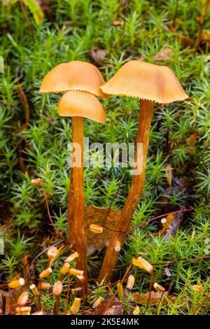 Gros plan sur le champignon Laccaria (Laccaria laccata) dans le parc national de Denali, dans le centre-sud de l'Alaska. Banque D'Images