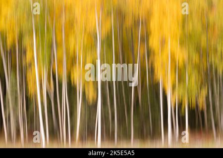 Le flou de tremble et de bouleau à l'intérieur de l'appareil donne une impression impressionniste et la sensation de pâture de tomber le feuillage dans la rivière Eagle, dans le centre-sud de l'Alaska, à la fin de l'automne. Banque D'Images