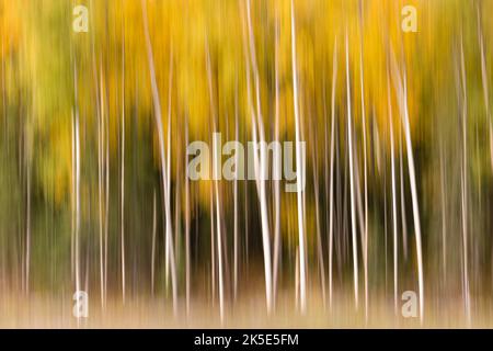 Le flou de tremble et de bouleau à l'intérieur de l'appareil donne une impression impressionniste et la sensation de pâture de tomber le feuillage dans la rivière Eagle, dans le centre-sud de l'Alaska, à la fin de l'automne. Banque D'Images