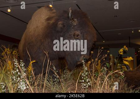 Exposition de bison au Buffalo Bill Centre of the West à Cody, Wyoming Banque D'Images