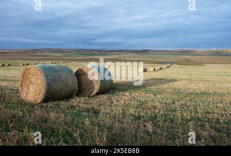 Balles rondes de paille dans un champ de blé près de Cochrane (Alberta) Banque D'Images