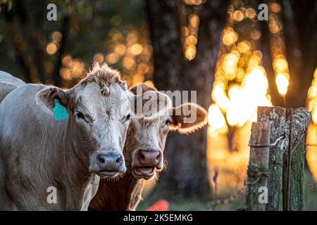 Deux vaches de bœuf commerciales se tenant près d'une clôture en fil métallique barbelé rustique regardant la caméra avec un ciel de bokeh orange brillant et des arbres en arrière-plan Banque D'Images