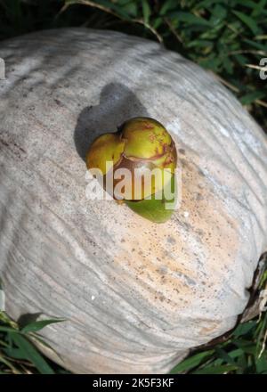 Bébé Coconut multicolore, en forme de cœur, sur une noix de coco mûre blanche Banque D'Images