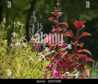 Beau jardin en été avec différentes couleurs et textures Banque D'Images