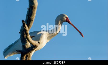 Réserve naturelle de Pilanesberg, Afrique du Sud Banque D'Images