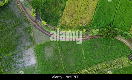 Vue aérienne des rizières ou des zones agricoles touchées par les inondations de la saison des pluies. Vue de dessus d'une rivière débordant après de fortes pluies et des inondations de l'agr Banque D'Images