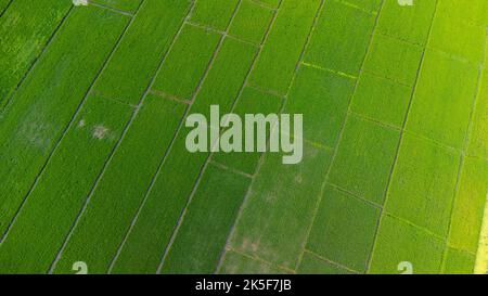 Vue aérienne des champs verts au printemps. Belle zone verte de jeunes rizières ou zones agricoles dans le nord de la Thaïlande. Paysage naturel backgro Banque D'Images