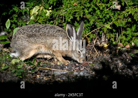 Young Hare est à la recherche de nourriture Banque D'Images