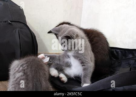 Un chaton attaque un autre chaton dans la pièce de près Banque D'Images