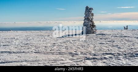 Prairie enneigée avec arbres isolés et ciel bleu avec nuages sur la colline du trou de Vysoka en hiver, montagnes jéeniky en République tchèque Banque D'Images