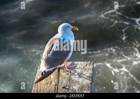 Seagull sur la jetée de Santa Monica à Los Angeles, CA Banque D'Images