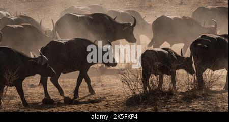 Buffle africain, Syncerus caffer caffer, Bovidae, Hippo, Parc national de l'est de Tsavo, Kenya, Afrique Banque D'Images