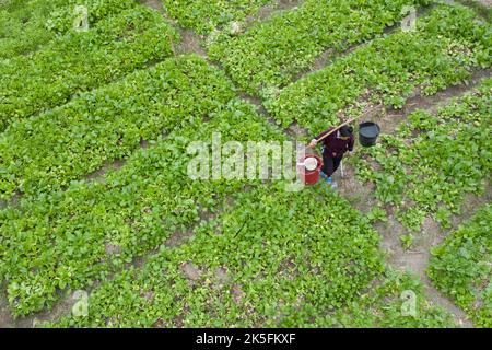 QIANDONGNAN, CHINE - 8 OCTOBRE 2022 - une photo aérienne montre des villageois qui abreuvaient des légumes dans un champ de la préfecture autonome de Qiandongnan Miao et Dong, Banque D'Images