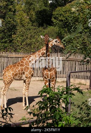 Girafe réticulée (Giraffa reticulata ou Giraffa camelopalis reticulata), également connue sous le nom de girafe somalienne, Bioparco di Roma, zoo de Rome, Italie Banque D'Images