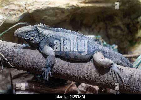 Iguana bleu (Cymura lewisi), également connu sous le nom de grand Cayman Ground iguana, Grand Cayman blue iguana ou Cayman Island rock iguana, Bioparco di Roma Banque D'Images