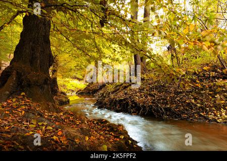 Ruisseau dans la forêt d'automne avec des arbres colorés. Octobre dans la forêt européenne. Banque D'Images