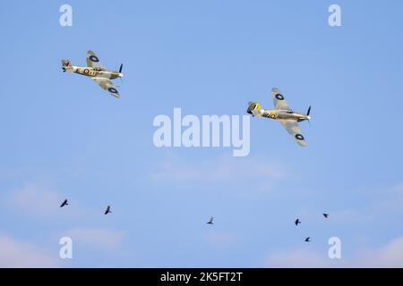 Spitfire 'AR501' Supermarine et Hawker Sea Hurricane 'Z7015' volant en formation lors du salon de l'aviation du jour de la course qui s'est tenu à Shuttleworth le 2nd octobre 2022 Banque D'Images