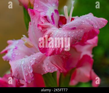 Gros plan d'une fleur de gladiolus rose recouverte de gouttelettes d'eau sur un fond flou Banque D'Images