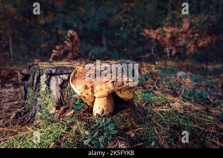 Champignons blancs comestibles après la pluie dans une forêt de glades en automne. Banque D'Images