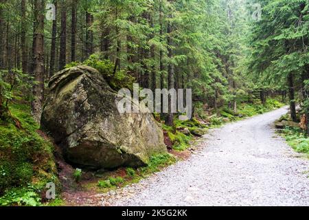 Un sentier de randonnée au milieu d'une forêt de montagne polonaise, entouré d'une épaisse forêt verte et d'une grande pierre grise sur le côté d'une route de montagne. Banque D'Images