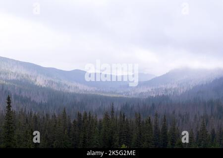 Une forêt de couleurs vertes dans différentes nuances dans les Tatras polonais Banque D'Images