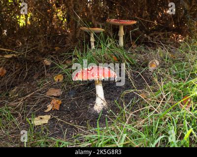 Volent agaric avec le nom latin Amanita muscaria dans l'herbe Banque D'Images