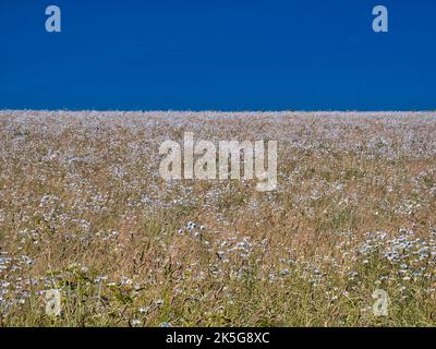 Un champ de fleurs sauvages contre un ciel bleu profond en été. Banque D'Images
