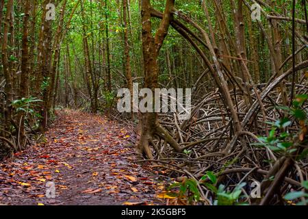 Forêt de mangroves à CAN Gio, Ho Chi Minh ville, Viet Nam Banque D'Images