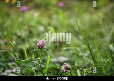 Un gros plan de fleurs de trèfle rouge sur prairie verte sur fond flou Banque D'Images