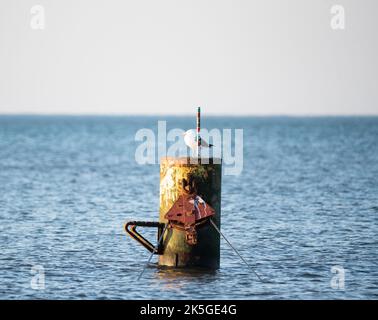 Mouette sur le mât de treuil pour les petits bateaux de pêche. Oiseau de mer perché sur un poteau au soleil couchant. Banque D'Images