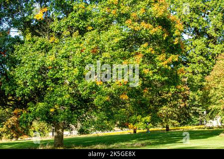 Dundee, Tayside, Écosse, Royaume-Uni. 8th octobre 2022. Météo au Royaume-Uni : le nord-est de l'Écosse est en pleine période de soleil d'octobre, avec des températures planant autour de 16°C. Les arbres du parc Camperdown et de la réserve d'animaux de Dundee commencent à se transformer en couleurs automnales. Les résidents locaux et les randonneurs profitent du beau temps tout en passant la journée dans le parc et en admirant le paysage d'automne. Crédit : Dundee Photographics/Alamy Live News Banque D'Images