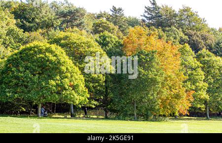 Dundee, Tayside, Écosse, Royaume-Uni. 8th octobre 2022. Météo au Royaume-Uni : le nord-est de l'Écosse est en pleine période de soleil d'octobre, avec des températures planant autour de 16°C. Les arbres du parc Camperdown et de la réserve d'animaux de Dundee commencent à se transformer en couleurs automnales. Les résidents locaux et les randonneurs profitent du beau temps tout en passant la journée dans le parc et en admirant le paysage d'automne. Crédit : Dundee Photographics/Alamy Live News Banque D'Images