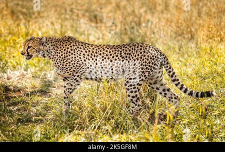 Cheetah sur la perche dans les prairies du Serengeti, Tanzanie Banque D'Images