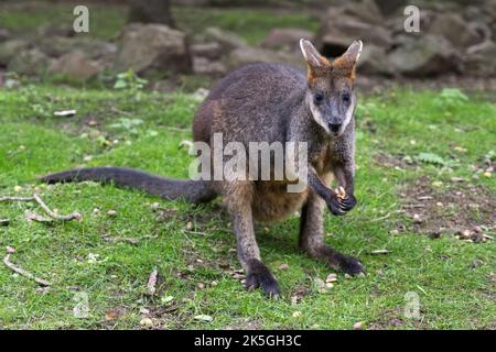 Wallaby le petit kangourou manger et s'asseoir Banque D'Images