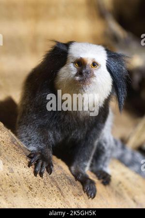 Marmoset à façade blanche le petit singe d'Amérique du Sud touché par la déforestation Banque D'Images