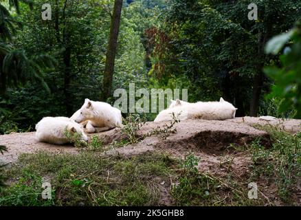 Meute de loups blancs dans la forêt Banque D'Images