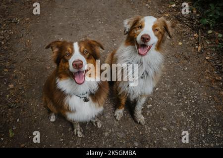 Deux bergers australiens s'assoient sur la route forestière en été et sourient avec la langue qui colle. Les meilleurs amis aussie rouge tricolore et rouge merle ont le fu Banque D'Images