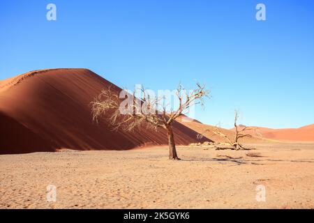 Dune de sable orange vif avec des arbres morts au premier plan, contre un ciel bleu clair et bleu vif. Parc national Namib Naukluft, namibie Banque D'Images