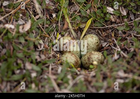 Nid et oeufs de la Pelle pourpre, Calidris maritima, Raufarhofn, Islande Banque D'Images