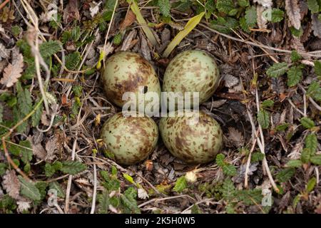 Nid et oeufs de la Pelle pourpre, Calidris maritima, Raufarhofn, Islande Banque D'Images