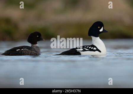 Barrows mâle et femelle Goldeneye, Bucephala islandica,, River laxa, Islande Banque D'Images