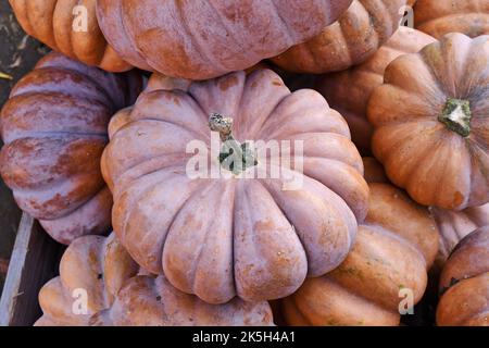 Magnifique citrouille orange clair de couleur « Musquee de Provence » en pile Banque D'Images