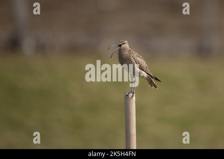 Eurasien ou baleine commune, Numenius phaeopus, Islande Banque D'Images