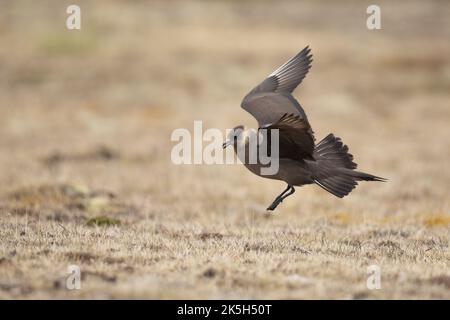 Skua arctique, Jaeger arctique, Skua parasite, Stercorarius parasiticus, Islande Banque D'Images