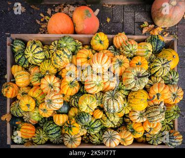 Haltern, Allemagne. 08th octobre 2022. Landhof Hawig, une ferme près de Haltern dans la campagne de Muensterland, produit jusqu'à 300 variétés différentes de citrouille chaque année et les vend au public, ainsi que de servir une variété de gâteaux et de plats traditionnels à base de recettes de citrouille dans leur café. Credit: Imagetraceur/Alamy Live News Banque D'Images