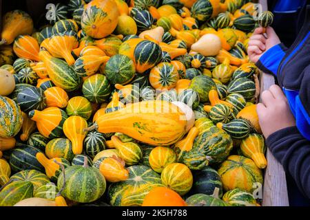 Haltern, Allemagne. 08th octobre 2022. Les jeunes visiteurs ont plaisir à choisir leurs citrouilles décoratives. Landhof Hawig, une ferme près de Haltern dans la campagne de Muensterland, produit jusqu'à 300 variétés différentes de citrouille chaque année et les vend au public, ainsi que de servir une variété de gâteaux et de plats traditionnels à base de recettes de citrouille dans leur café. Credit: Imagetraceur/Alamy Live News Banque D'Images