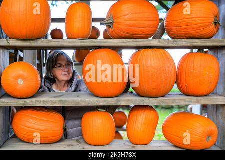 Haltern, Allemagne. 08th octobre 2022. Gisela, qui se balada à travers une fenêtre dans la « maison de citrouille », a voyagé de Dortmund à proximité pour acheter des citrouilles à la ferme. Landhof Hawig, une ferme près de Haltern dans la campagne de Muensterland, produit jusqu'à 300 variétés différentes de citrouille chaque année et les vend au public, ainsi que de servir une variété de gâteaux et de plats traditionnels à base de recettes de citrouille dans leur café. Credit: Imagetraceur/Alamy Live News Banque D'Images