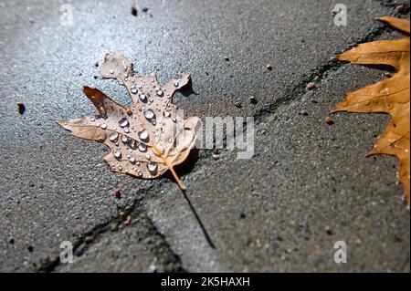 Hambourg, Allemagne. 08th octobre 2022. Des gouttes de pluie ont été recueillies sur une feuille qui se trouve au soleil, sur un sentier. Credit: Jonas Walzberg/dpa/Alay Live News Banque D'Images